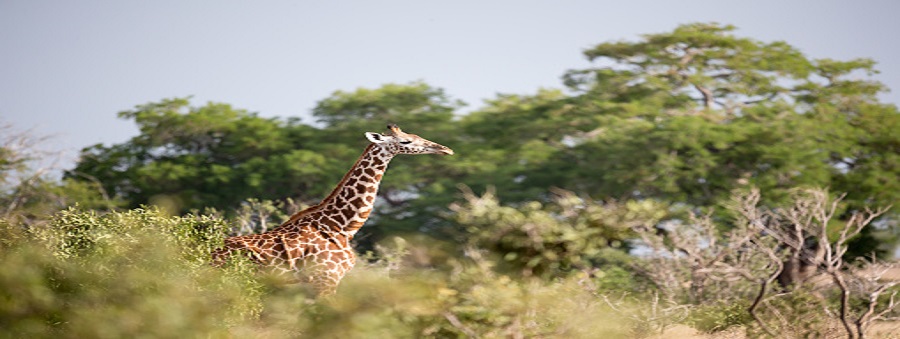 4 days Affordable Kenya Safari Packages tour price