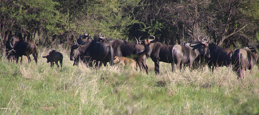 The best 4 days Masai Mara the greatest wildebeest migration safari in Kenya