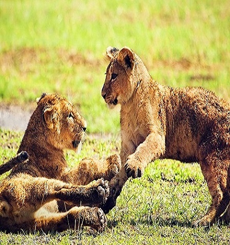 9 days Kenya & Tanzania affordable safari packages holidays 2022-2023